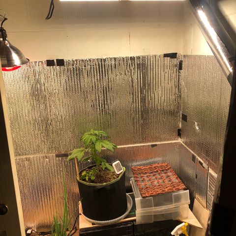 Bruce Banner auto 💪💚🌳👒🦚 growlog timeline photo