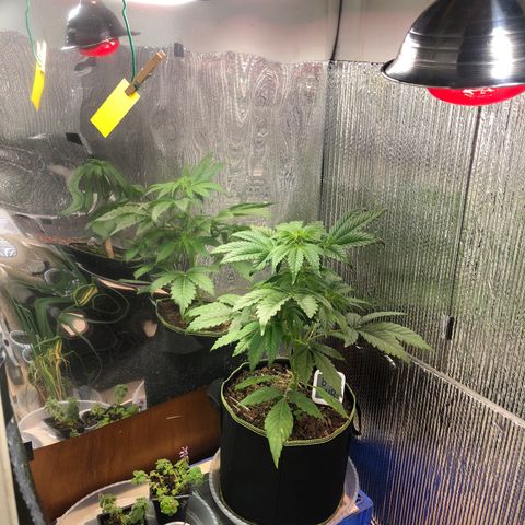 Bruce Banner auto 💪💚🌳👒🦚 growlog timeline photo