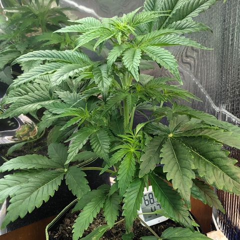 Bruce Banner auto 💪💚🌳👒🦚 growlog timeline photo