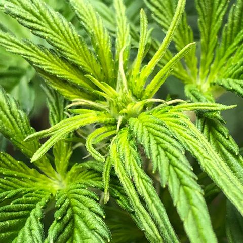 Bruce Banner auto 💪💚🌳👒🦚 growlog timeline photo