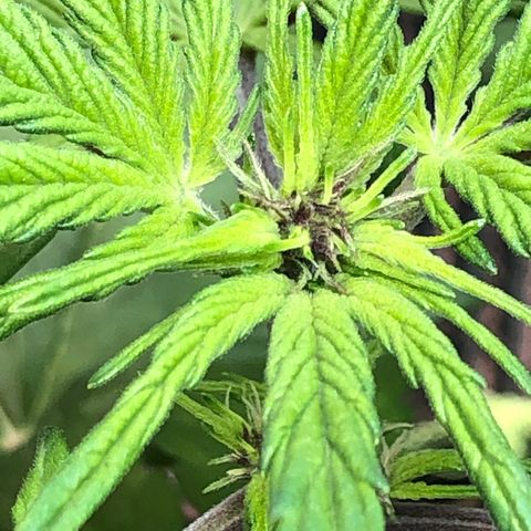 Pink kush CBD auto 🌸💞🌷🐷👙🦩 growlog timeline photo