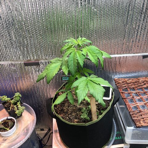 Pink kush CBD auto 🌸💞🌷🐷👙🦩 growlog timeline photo
