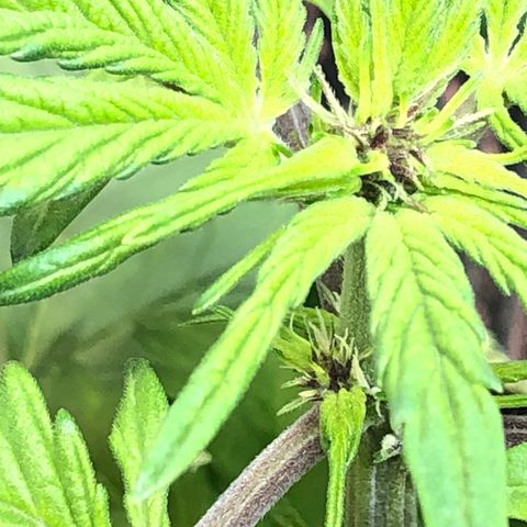 Pink kush CBD auto 🌸💞🌷🐷👙🦩 growlog timeline photo
