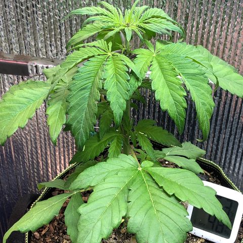 Pink kush CBD auto 🌸💞🌷🐷👙🦩 growlog timeline photo