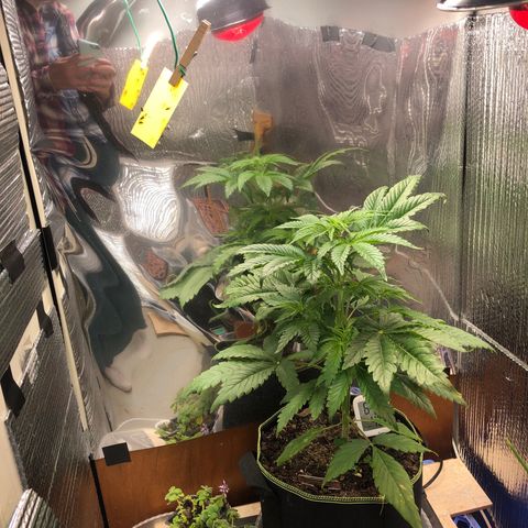 Bruce Banner auto 💪💚🌳👒🦚 growlog timeline photo