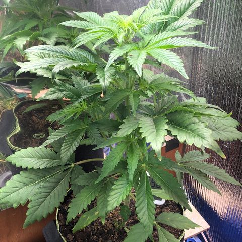 Bruce Banner auto 💪💚🌳👒🦚 growlog timeline photo