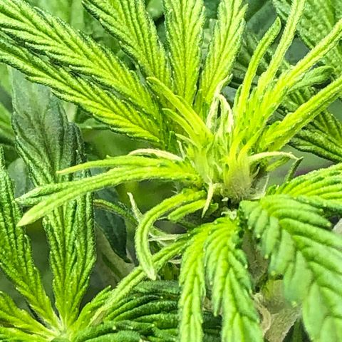 Bruce Banner auto 💪💚🌳👒🦚 growlog timeline photo