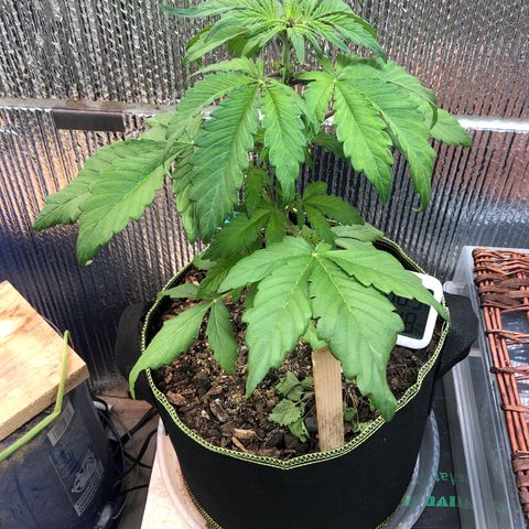 Pink kush CBD auto 🌸💞🌷🐷👙🦩 growlog timeline photo
