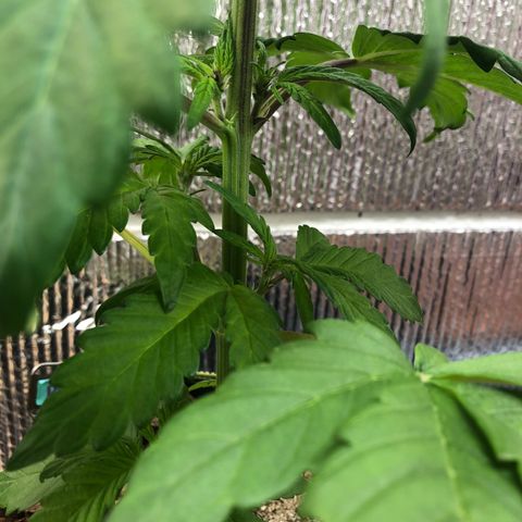 Pink kush CBD auto 🌸💞🌷🐷👙🦩 growlog timeline photo
