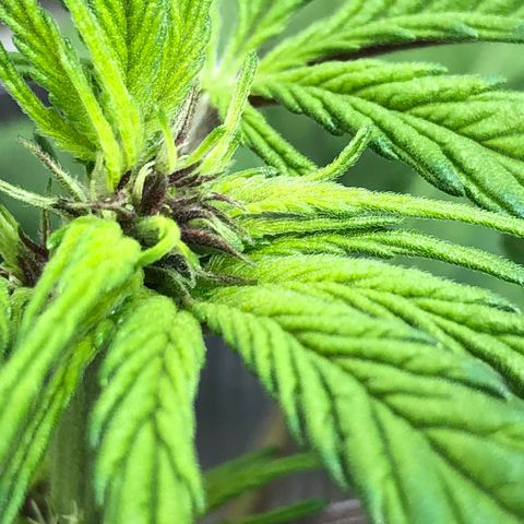 Pink kush CBD auto 🌸💞🌷🐷👙🦩 growlog timeline photo