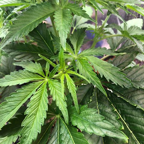 Bruce Banner auto 💪💚🌳👒🦚 growlog timeline photo