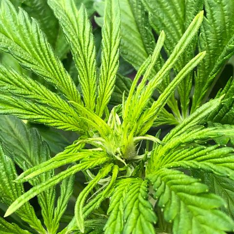 Bruce Banner auto 💪💚🌳👒🦚 growlog timeline photo