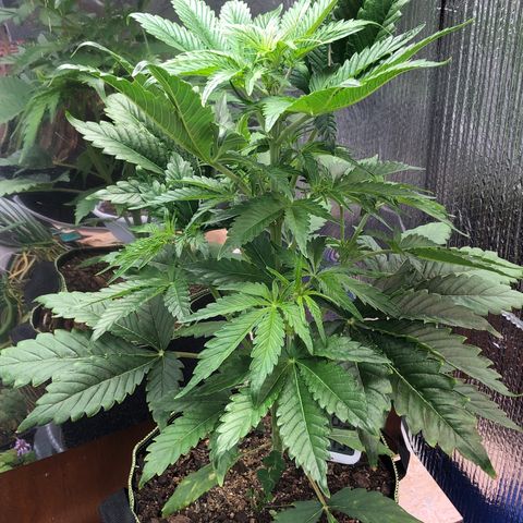 Bruce Banner auto 💪💚🌳👒🦚 growlog timeline photo