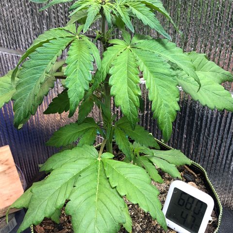 Pink kush CBD auto 🌸💞🌷🐷👙🦩 growlog timeline photo