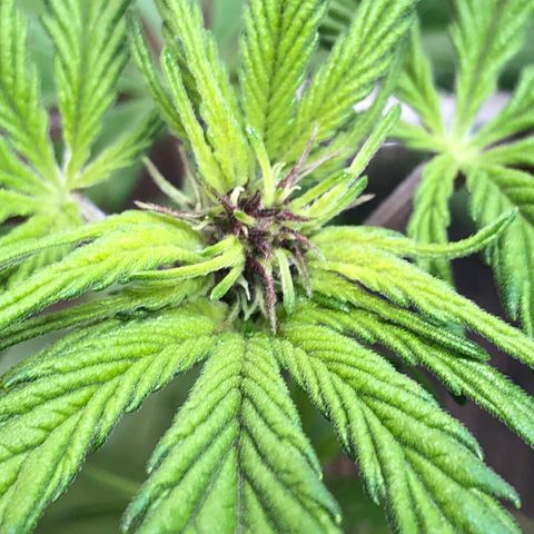Pink kush CBD auto 🌸💞🌷🐷👙🦩 growlog timeline photo