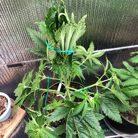 Bruce Banner auto 💪💚🌳👒🦚 growlog timeline photo