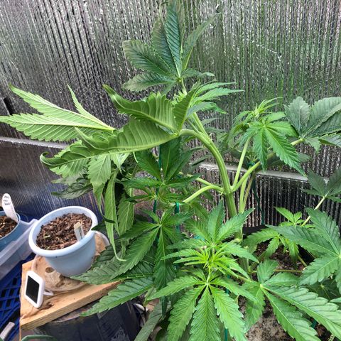 Bruce Banner auto 💪💚🌳👒🦚 growlog timeline photo