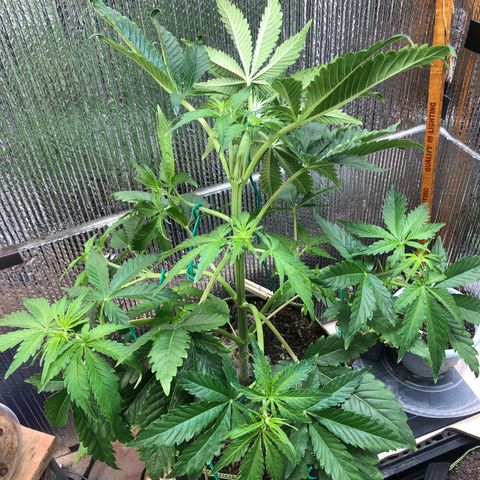 Bruce Banner auto 💪💚🌳👒🦚 growlog timeline photo