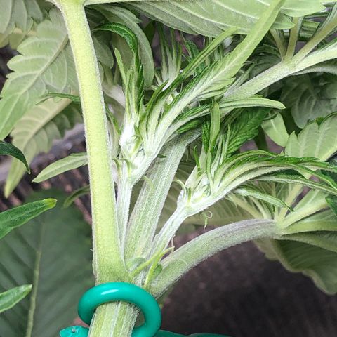 Bruce Banner auto 💪💚🌳👒🦚 growlog timeline photo