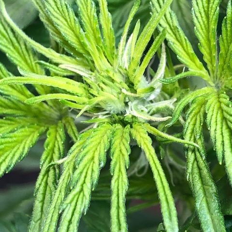 Bruce Banner auto 💪💚🌳👒🦚 growlog timeline photo