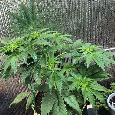Bruce Banner auto 💪💚🌳👒🦚 growlog timeline photo