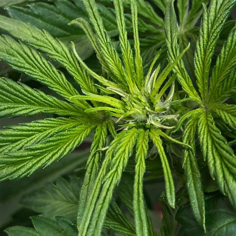 Bruce Banner auto 💪💚🌳👒🦚 growlog timeline photo
