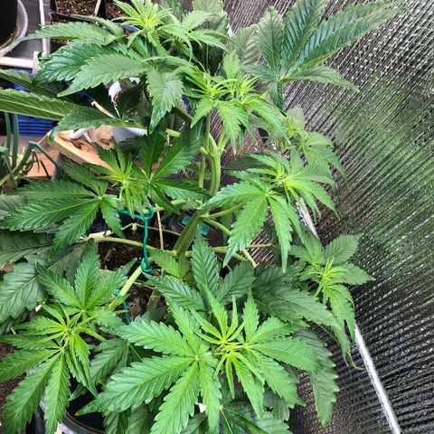 Bruce Banner auto 💪💚🌳👒🦚 growlog timeline photo