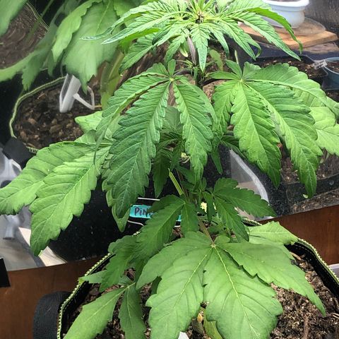Pink kush CBD auto 🌸💞🌷🐷👙🦩 growlog timeline photo