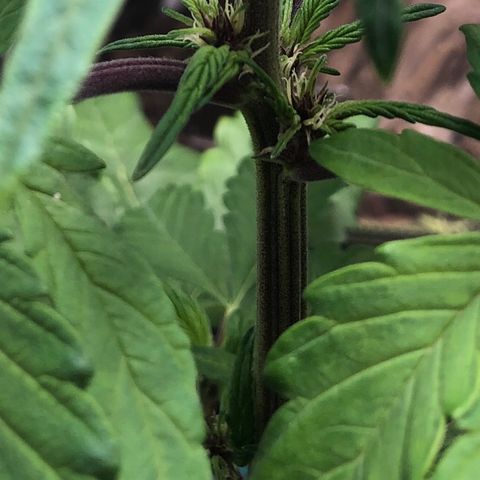 Pink kush CBD auto 🌸💞🌷🐷👙🦩 growlog timeline photo