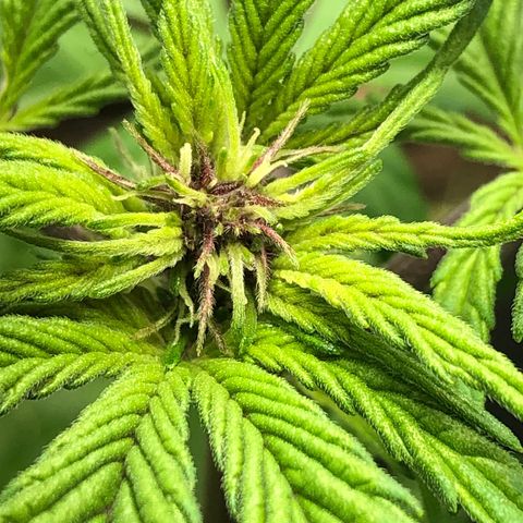 Pink kush CBD auto 🌸💞🌷🐷👙🦩 growlog timeline photo