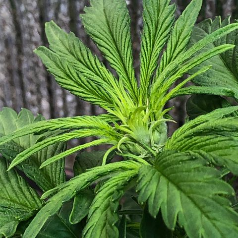Bruce Banner auto 💪💚🌳👒🦚 growlog timeline photo