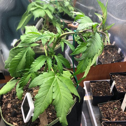 Pink kush CBD auto 🌸💞🌷🐷👙🦩 growlog timeline photo