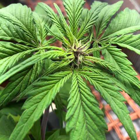 Pink kush CBD auto 🌸💞🌷🐷👙🦩 growlog timeline photo