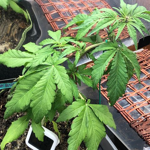 Pink kush CBD auto 🌸💞🌷🐷👙🦩 growlog timeline photo