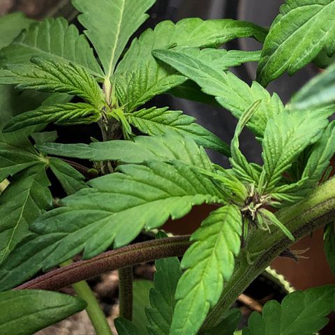Pink kush CBD auto 🌸💞🌷🐷👙🦩 growlog timeline photo
