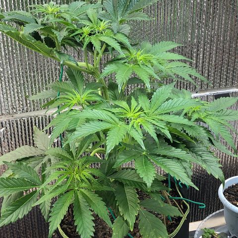 Bruce Banner auto 💪💚🌳👒🦚 growlog timeline photo