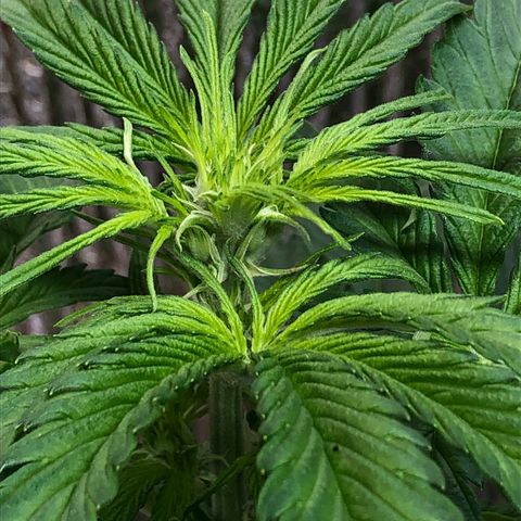 Bruce Banner auto 💪💚🌳👒🦚 growlog timeline photo