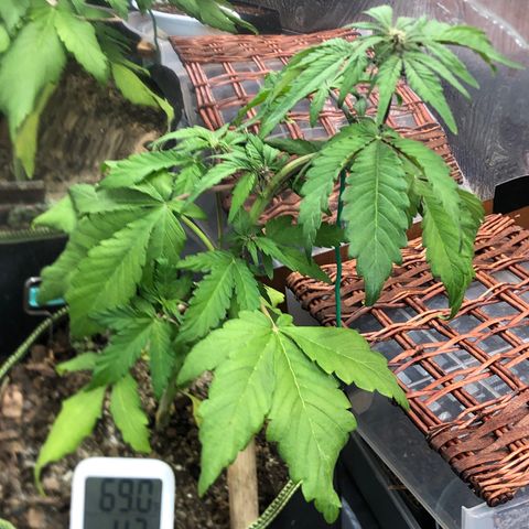 Pink kush CBD auto 🌸💞🌷🐷👙🦩 growlog timeline photo
