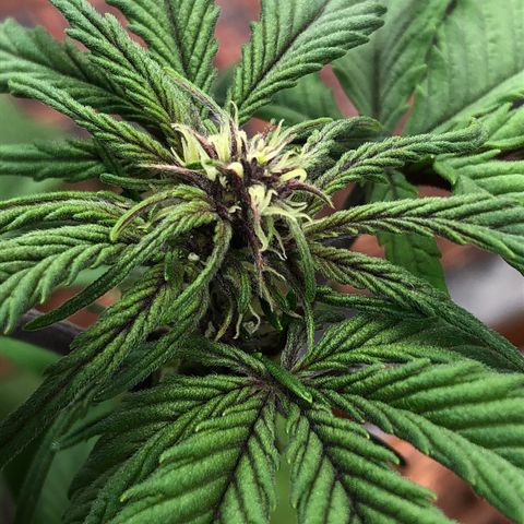 Pink kush CBD auto 🌸💞🌷🐷👙🦩 growlog timeline photo