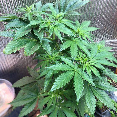 Bruce Banner auto 💪💚🌳👒🦚 growlog timeline photo
