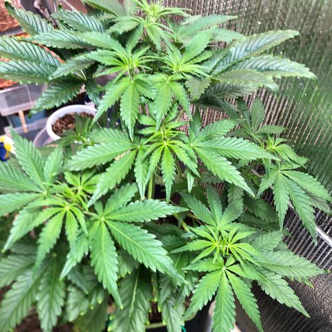 Bruce Banner auto 💪💚🌳👒🦚 growlog timeline photo
