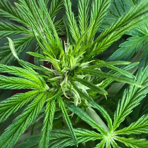 Bruce Banner auto 💪💚🌳👒🦚 growlog timeline photo