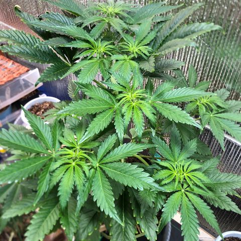 Bruce Banner auto 💪💚🌳👒🦚 growlog timeline photo