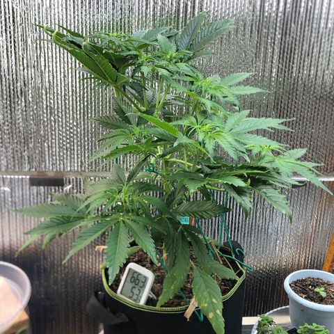 Bruce Banner auto 💪💚🌳👒🦚 growlog timeline photo