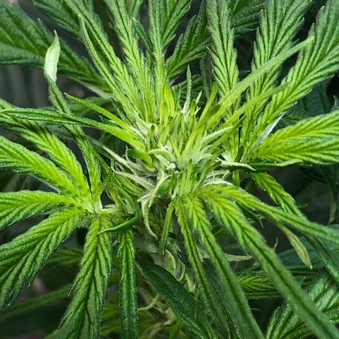 Bruce Banner auto 💪💚🌳👒🦚 growlog timeline photo