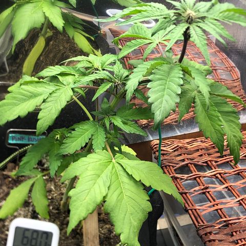 Pink kush CBD auto 🌸💞🌷🐷👙🦩 growlog timeline photo