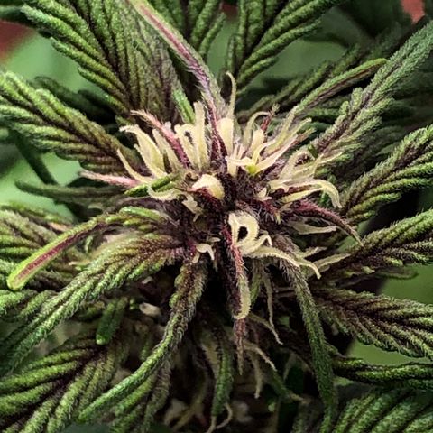 Pink kush CBD auto 🌸💞🌷🐷👙🦩 growlog timeline photo