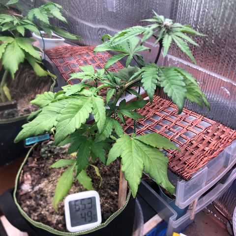 Pink kush CBD auto 🌸💞🌷🐷👙🦩 growlog timeline photo