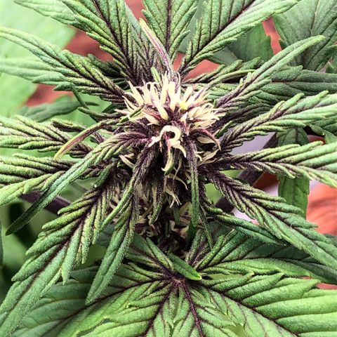 Pink kush CBD auto 🌸💞🌷🐷👙🦩 growlog timeline photo