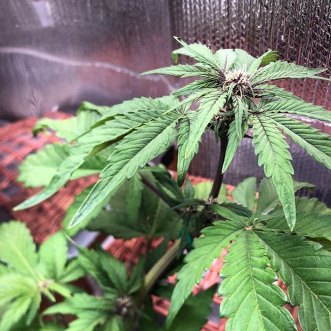Pink kush CBD auto 🌸💞🌷🐷👙🦩 growlog timeline photo